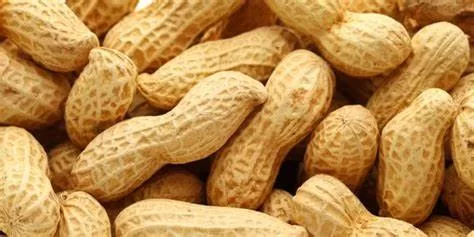Kacang rebus adalah camilan yang telah lama menjadi favorit banyak orang di seluruh dunia. Rasanya yang gurih, renyah, dan sehat